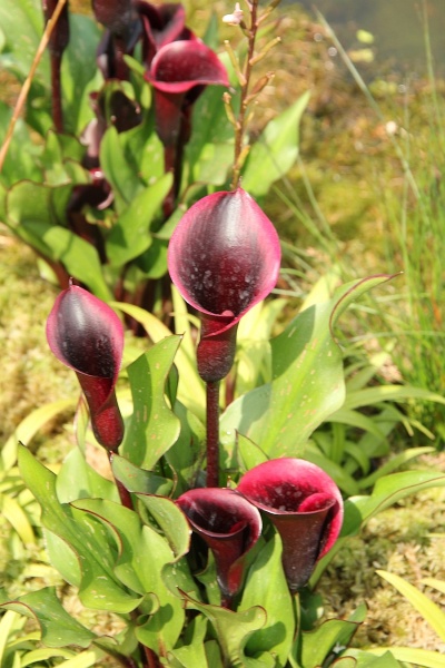 Disa-Orchidee   043.jpg